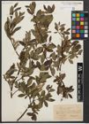 Foto von Salix phylicifolia L.